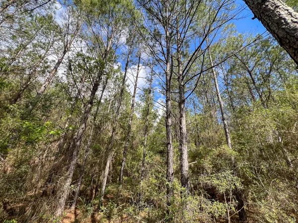 $270,000 | 2 Cr 4280 Woodville Tx 75979, Woodville, TX 75979