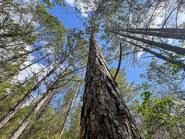 $270,000 | 2 Cr 4280 Woodville Tx 75979, Woodville, TX 75979