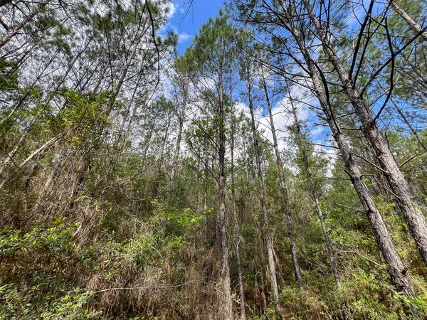 $270,000 | 2 Cr 4280 Woodville Tx 75979, Woodville, TX 75979