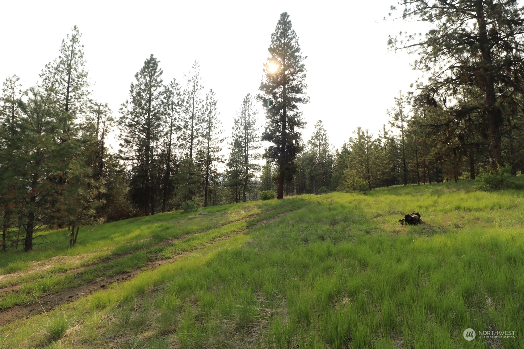 123 Sunrise Road Wauconda, WA 98859 - Photo 8 of 29 a view of a grassy field with trees in the background