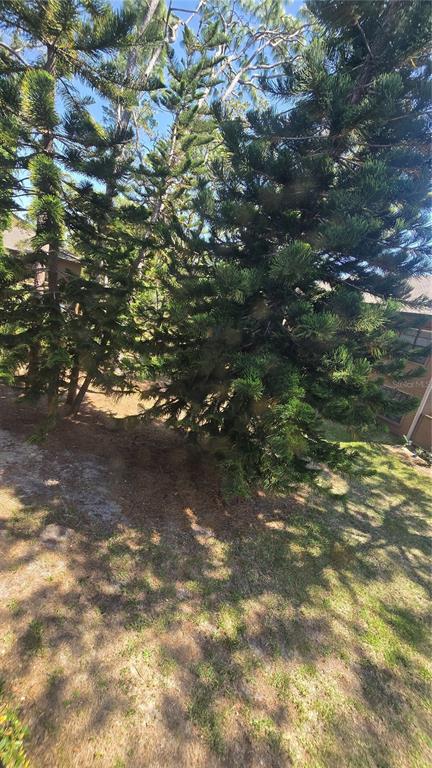 406 Lennox Road West Palm Harbor, FL 34683 - Photo 15 of 40 a view of a tree