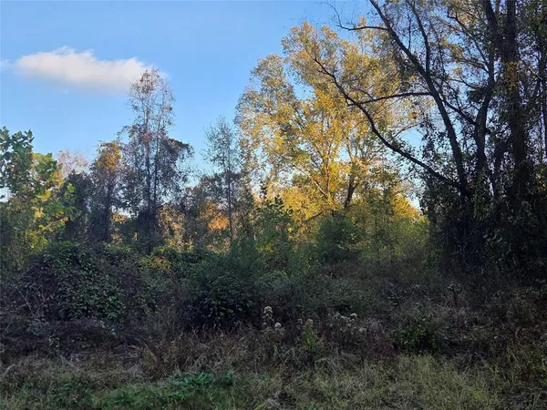 a view of a forest with lots of trees