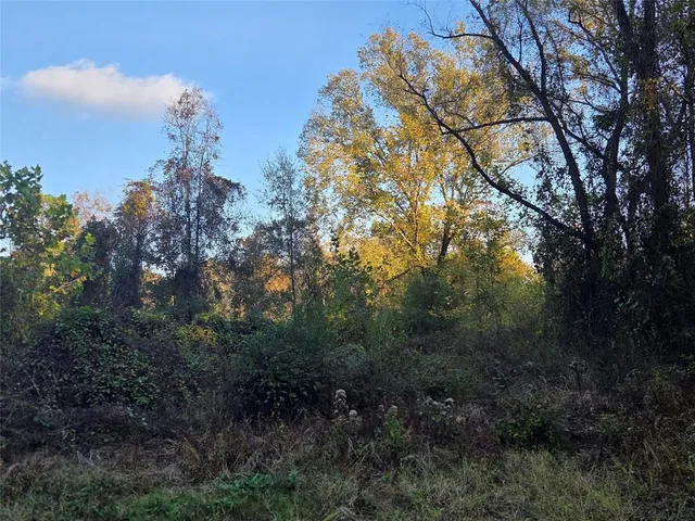 a view of a forest with lots of trees