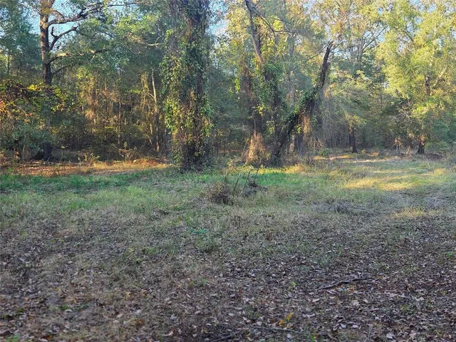 a view of a yard with trees