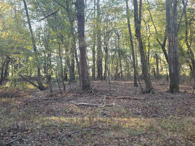a view of a forest filled with trees