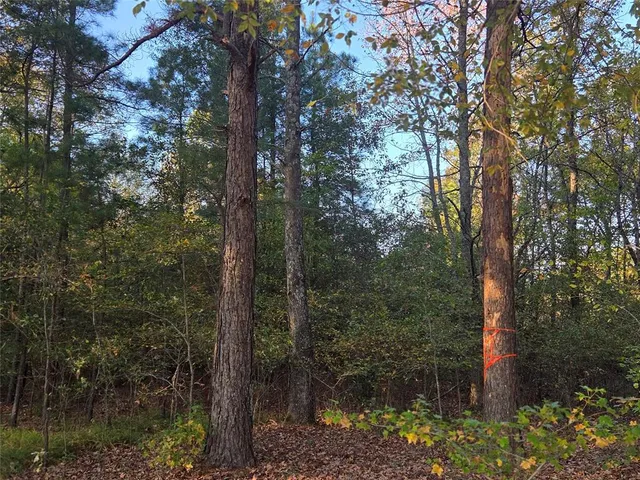 a view of a forest with a tree