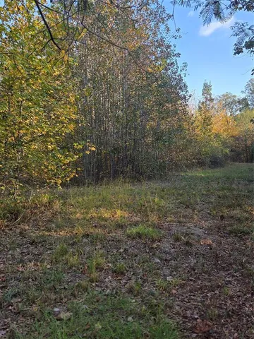 a view of a yard with a tree