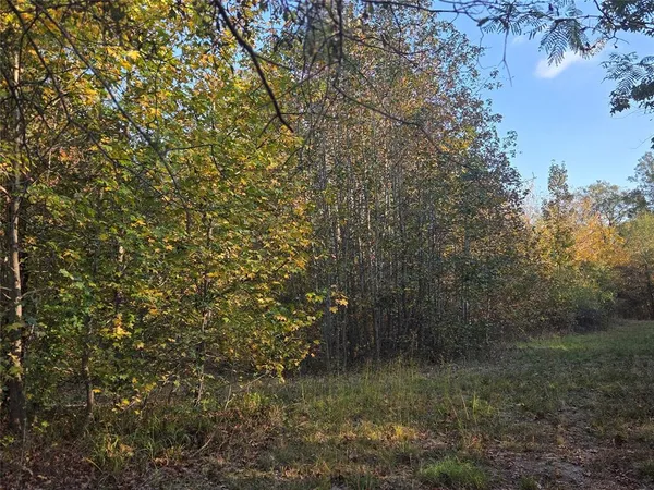 a view of a forest that has a tree