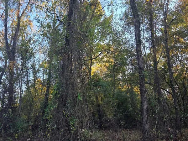 a view of forest
