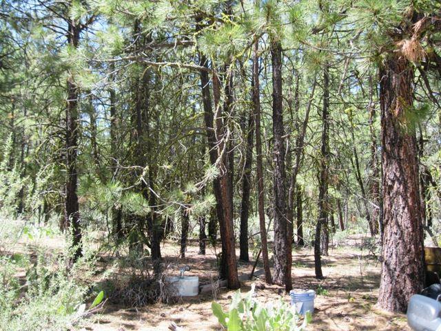 36700 Godowa Springs Road Beatty, OR 97621 - Photo 17 of 24 Additional Photo