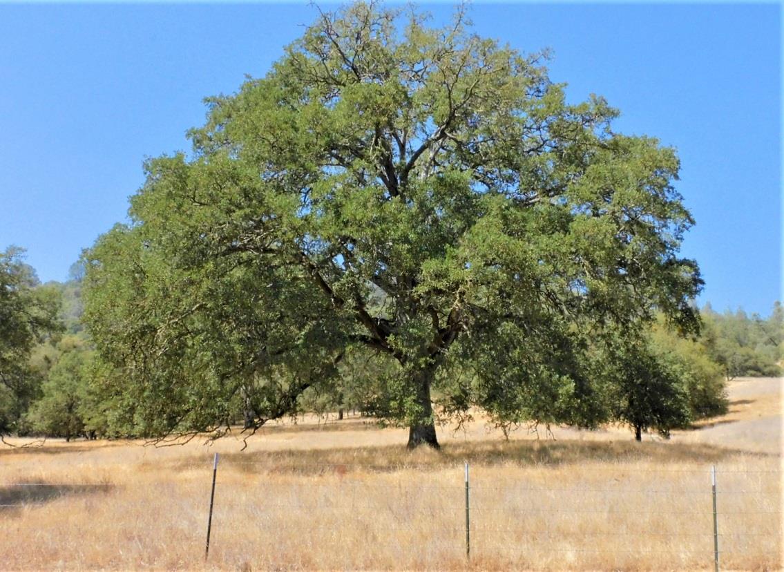 112 Union Mine Road El Dorado, CA 95623 - Photo 8 of 31