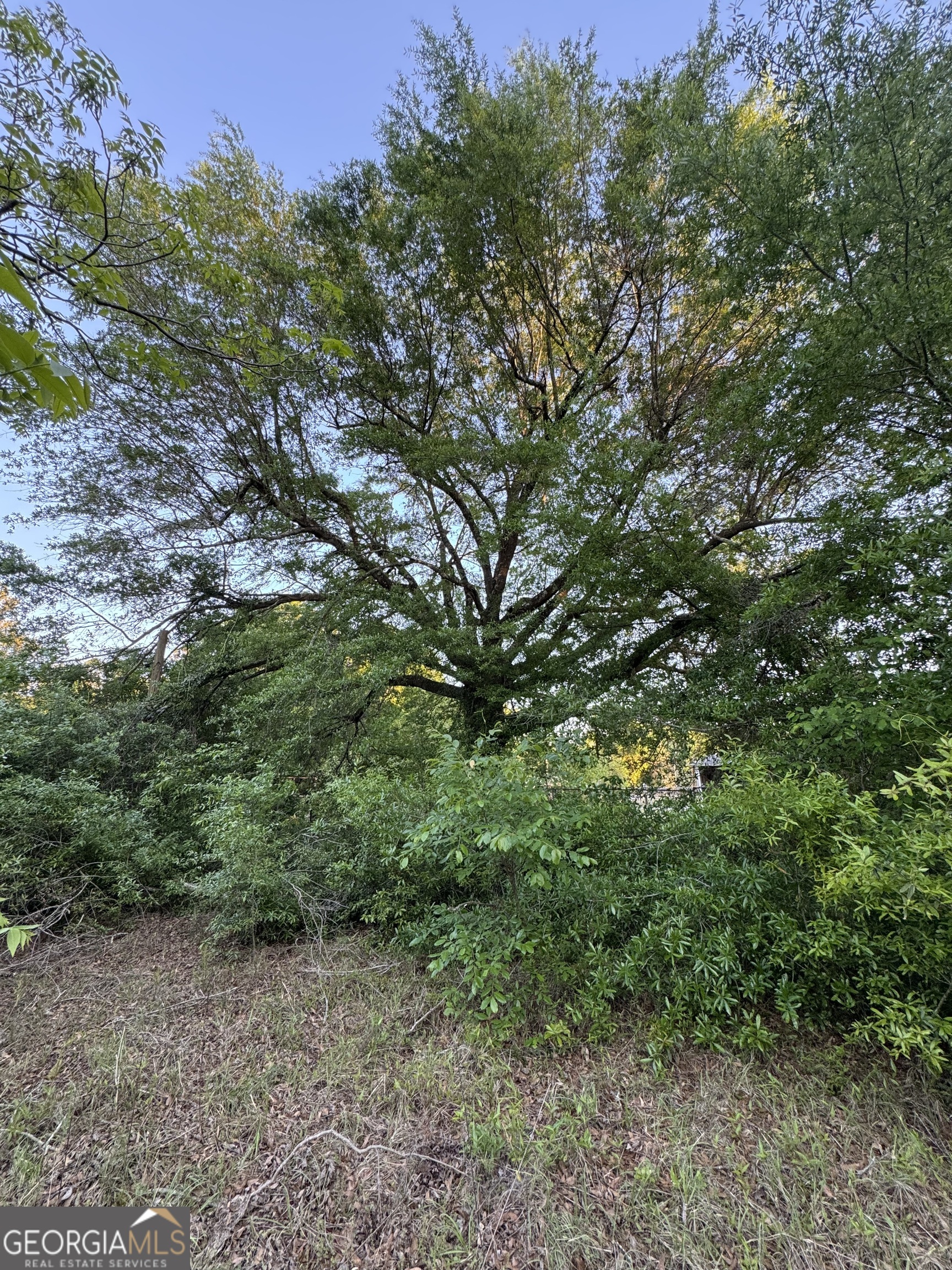 a view of a large yard with lots of bushes