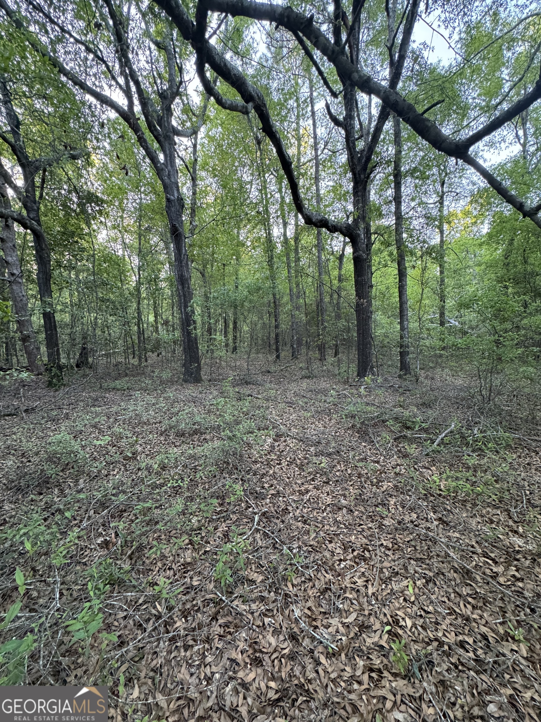 1045 Horseshoe Road Augusta, GA 30906 - Photo 3 of 16 a view of a large yard with lots of green space