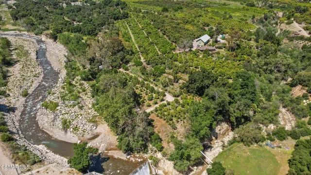 a close up of a plant