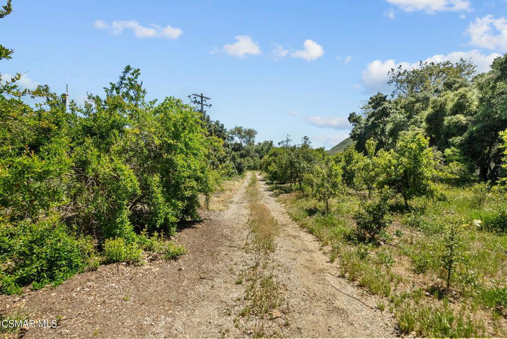 5682 Pine Grove Road Santa Paula, CA 93060 - Photo 32 of 53 a view of a yard with plants
