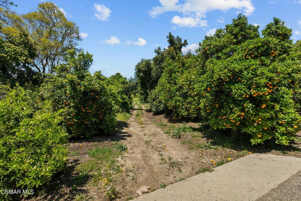 5682 Pine Grove Road Santa Paula, CA 93060 - Photo 34 of 53 a view of a pathway both side of yard
