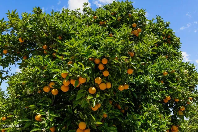 a view of flowers in bunch