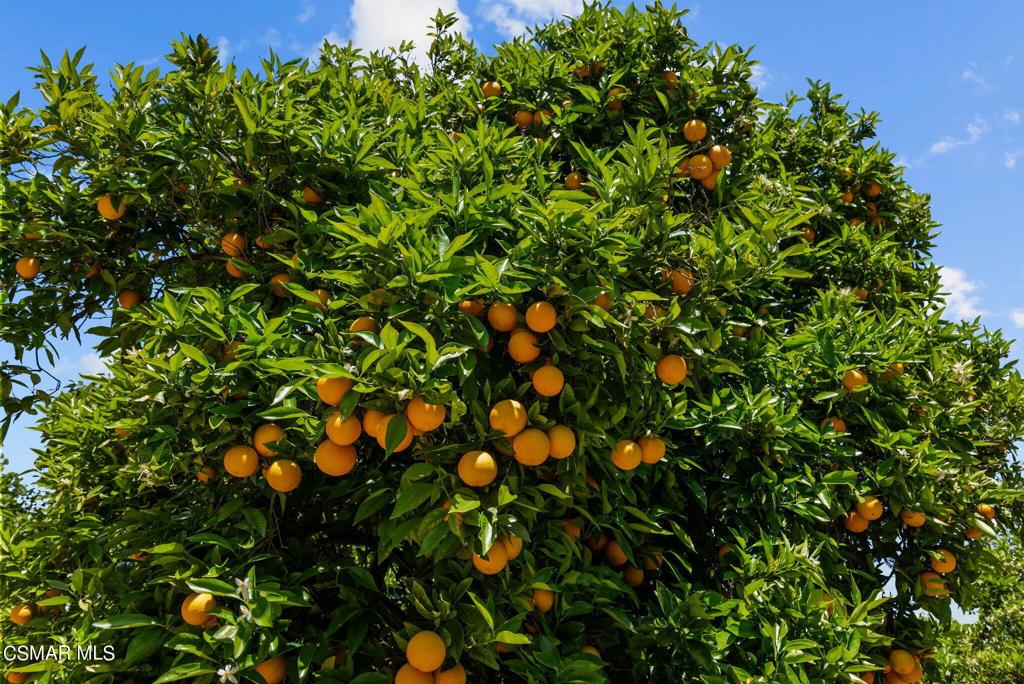 5682 Pine Grove Road Santa Paula, CA 93060 - Photo 35 of 53 a view of flowers in bunch