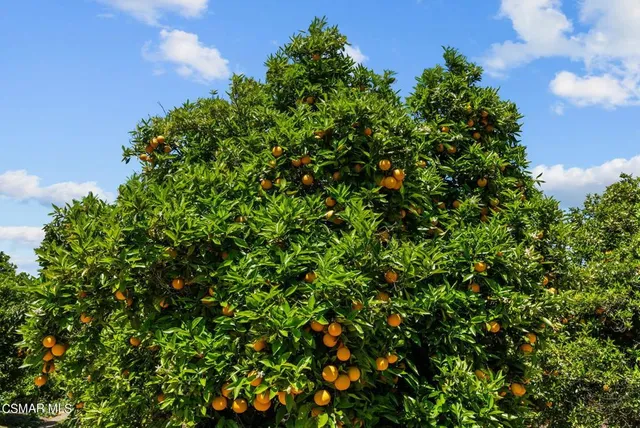 a view of a tree with a tree in front of it