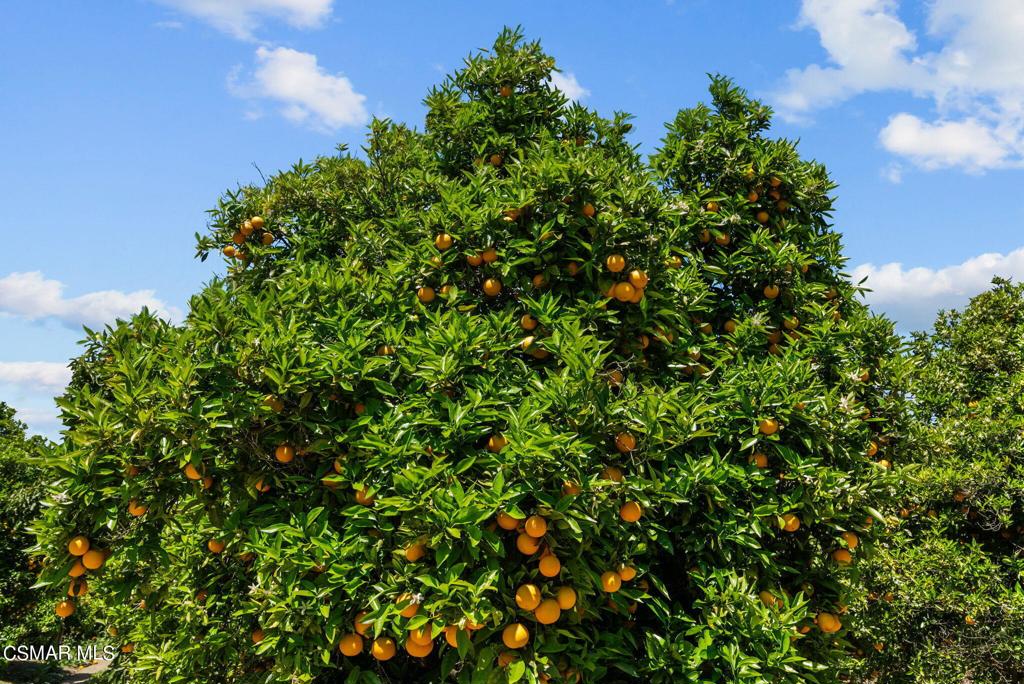 5682 Pine Grove Road Santa Paula, CA 93060 - Photo 36 of 53 a view of a tree with a tree in front of it