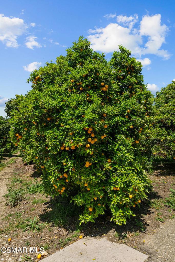 5682 Pine Grove Road Santa Paula, CA 93060 - Photo 37 of 53 a view of a garden