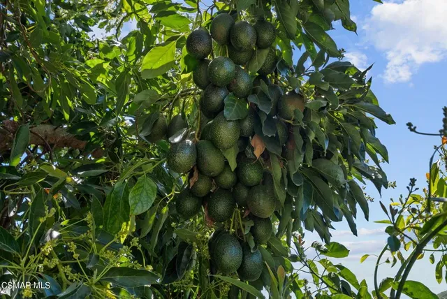 a view of banana tree