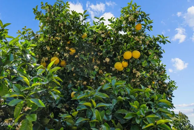 a view of a tree in a garden