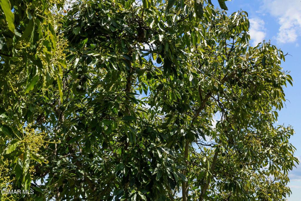 5682 Pine Grove Road Santa Paula, CA 93060 - Photo 40 of 53