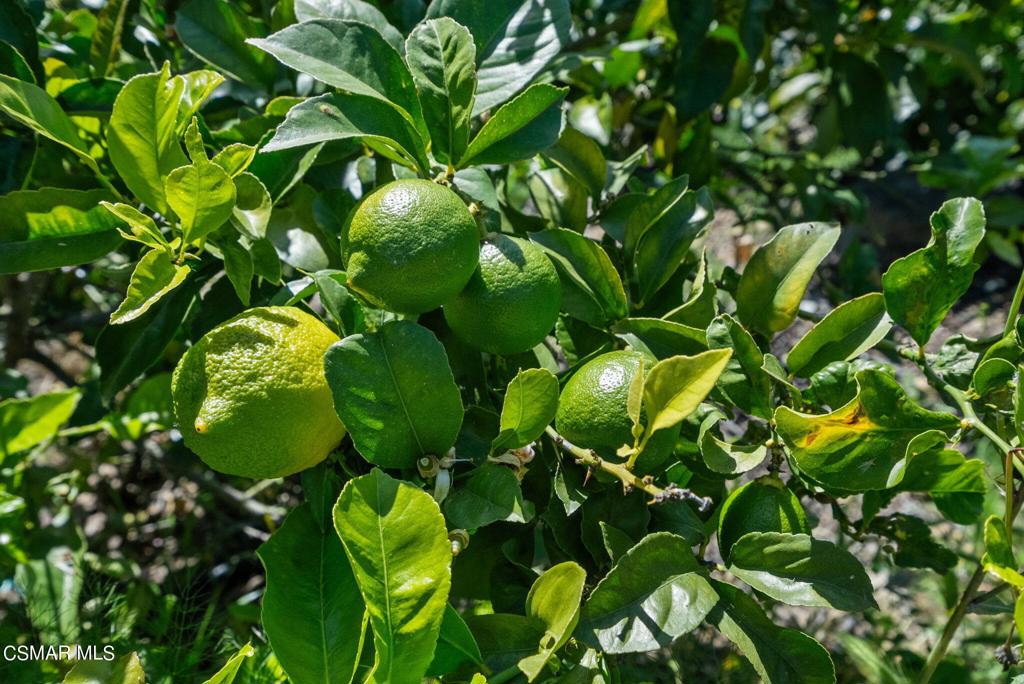 5682 Pine Grove Road Santa Paula, CA 93060 - Photo 41 of 53 a view of banana tree