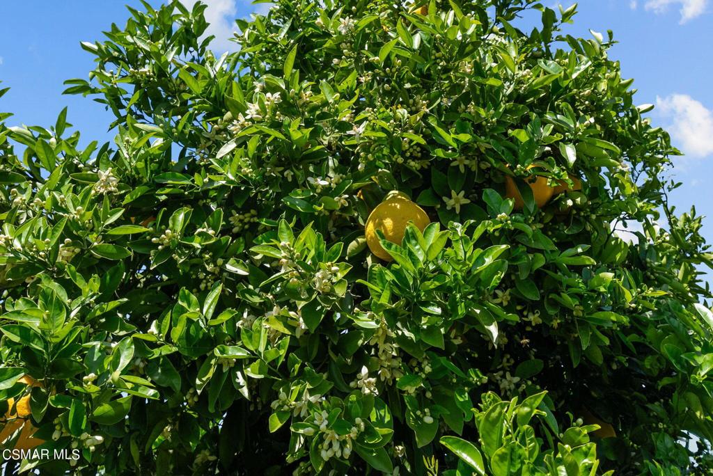 5682 Pine Grove Road Santa Paula, CA 93060 - Photo 42 of 53 a view of a tree in a garden
