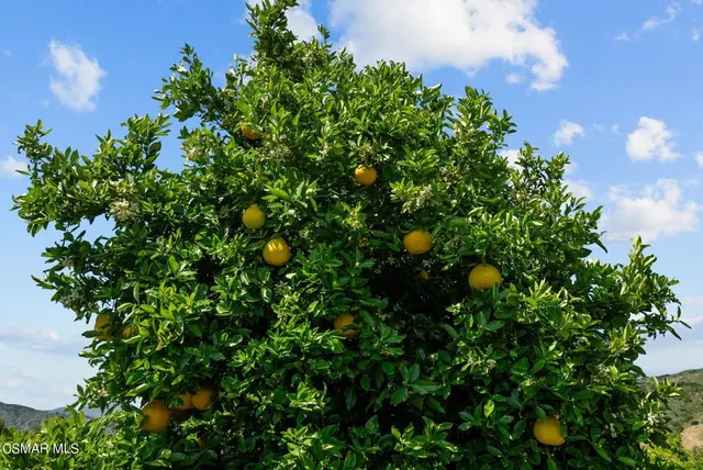 a view of a pathway both side of green field