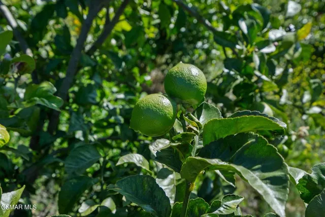 a view of a tree with a tree in a background