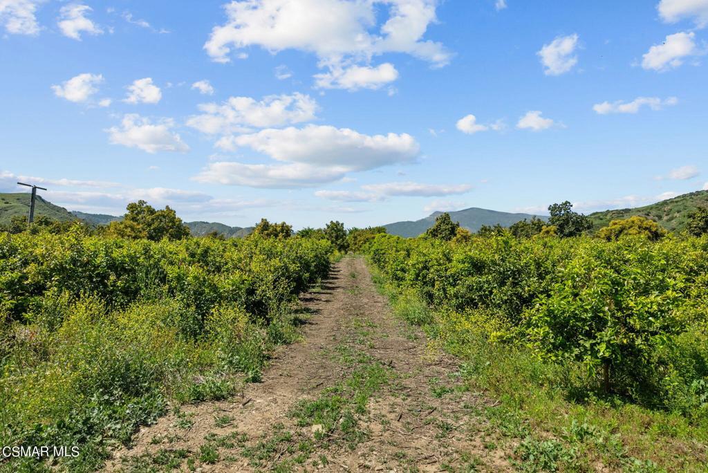 5682 Pine Grove Road Santa Paula, CA 93060 - Photo 46 of 53 a view of a pathway both side of green field