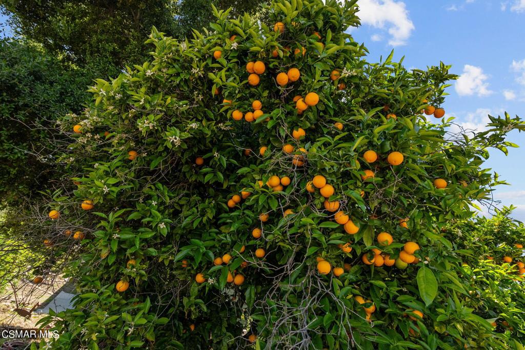 5682 Pine Grove Road Santa Paula, CA 93060 - Photo 47 of 53 a view of flowers