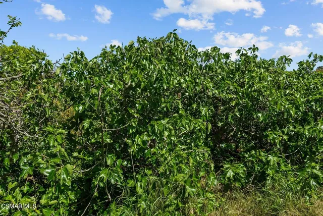 a view of a green field