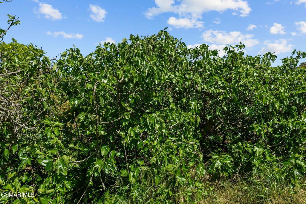 5682 Pine Grove Road Santa Paula, CA 93060 - Photo 50 of 53 a view of a yard with plants and a building