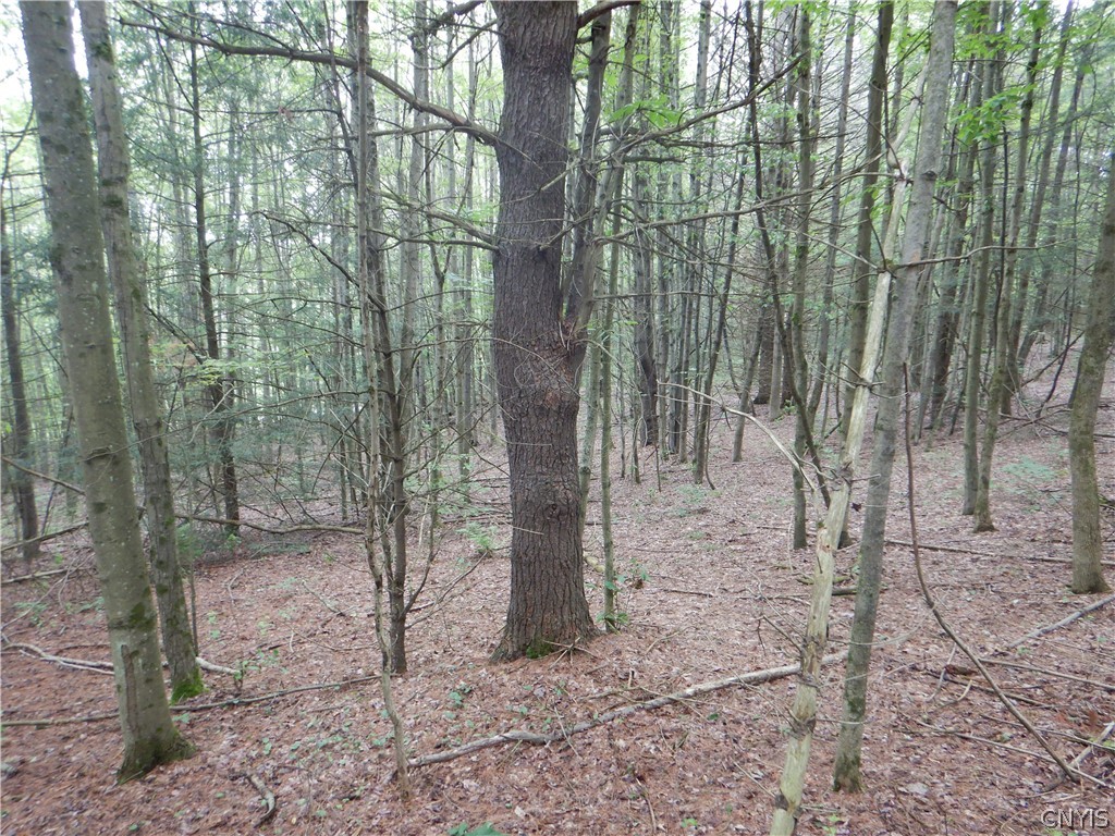 Bull Hill Road Newfield, NY 14867 - Photo 29 of 36