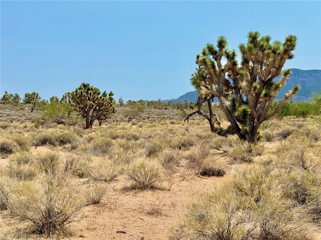 26681 Yucca Meadview, AZ 86444 - Photo 11 of 25 a view of a yard with a tree