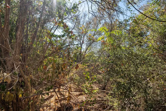a close up of a tree