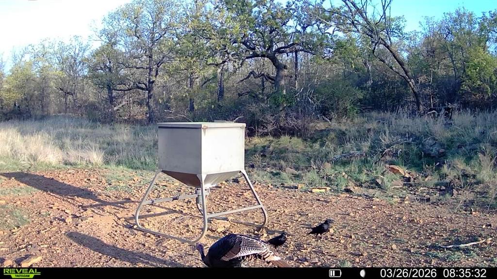1921 Salt Creek Road Jacksboro, TX 76458 - Photo 30 of 37 a backyard of a house with lots of green space