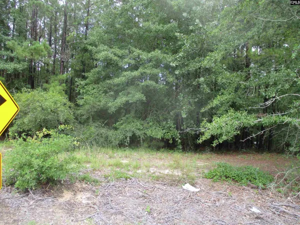 a view of a lush green forest with lots of trees