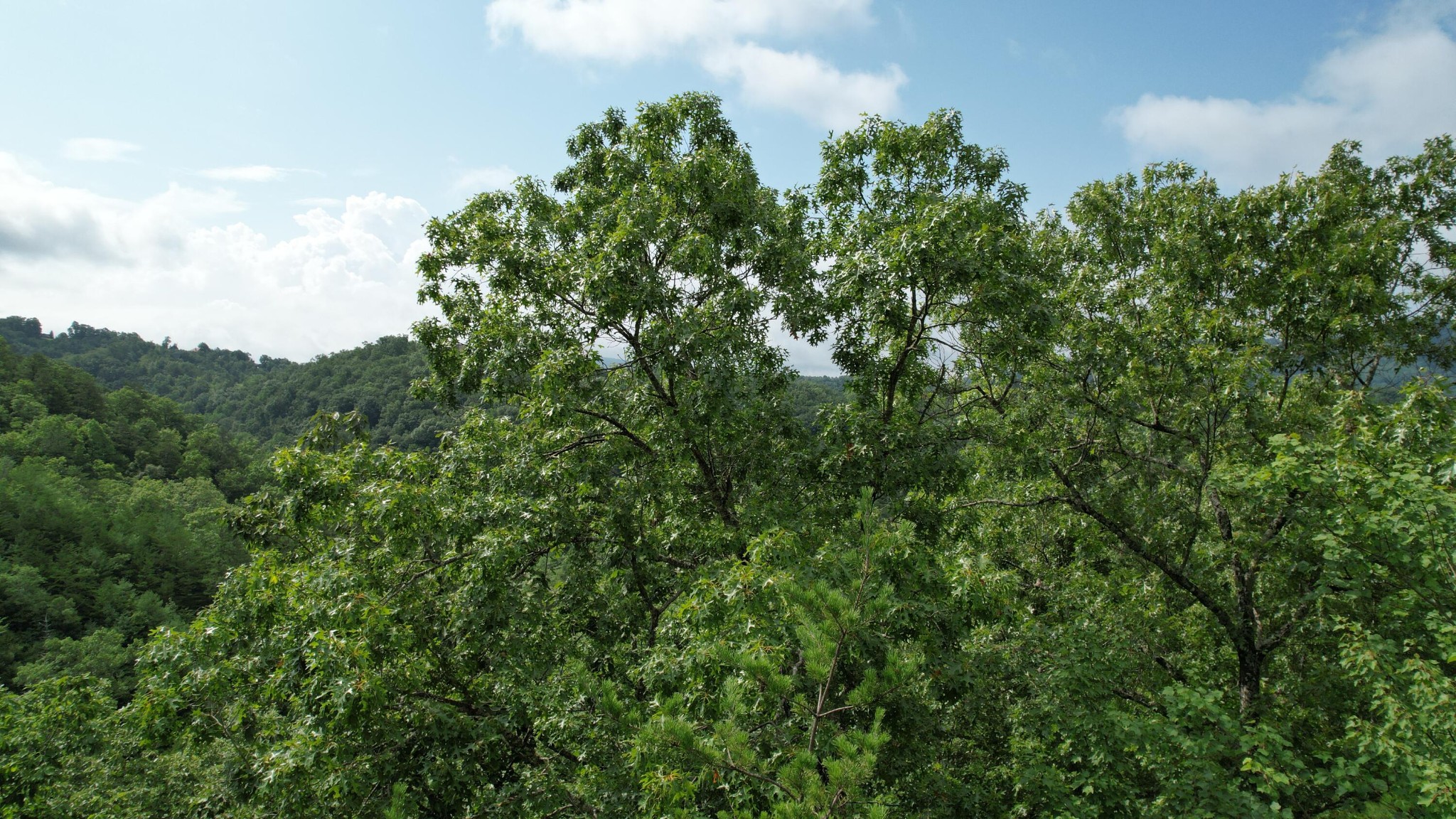 98 Black Powder Lane Sevierville, TN 37862 - Photo 12 of 30