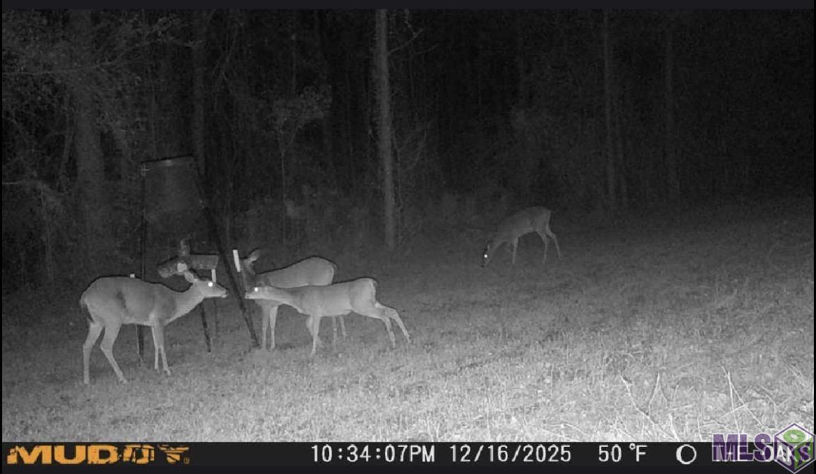 Tbd Jerusalem Road Liberty, MS 39645 - Photo 36 of 60 Gallery Image 36