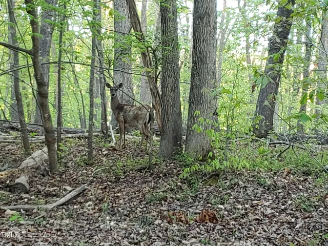 a view of a forest with trees