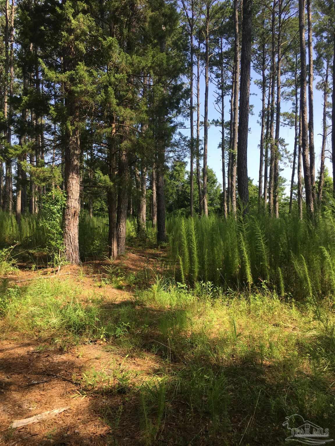 4 A Century Century, FL 32535 - Photo 17 of 20 a backyard of a house with lots of green space