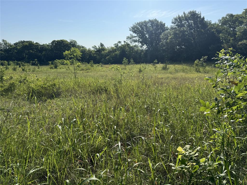Tbd Ball Road Whitewright, TX 75491 - Photo 15 of 18 Open expanse of natural grassland with scattered young trees
