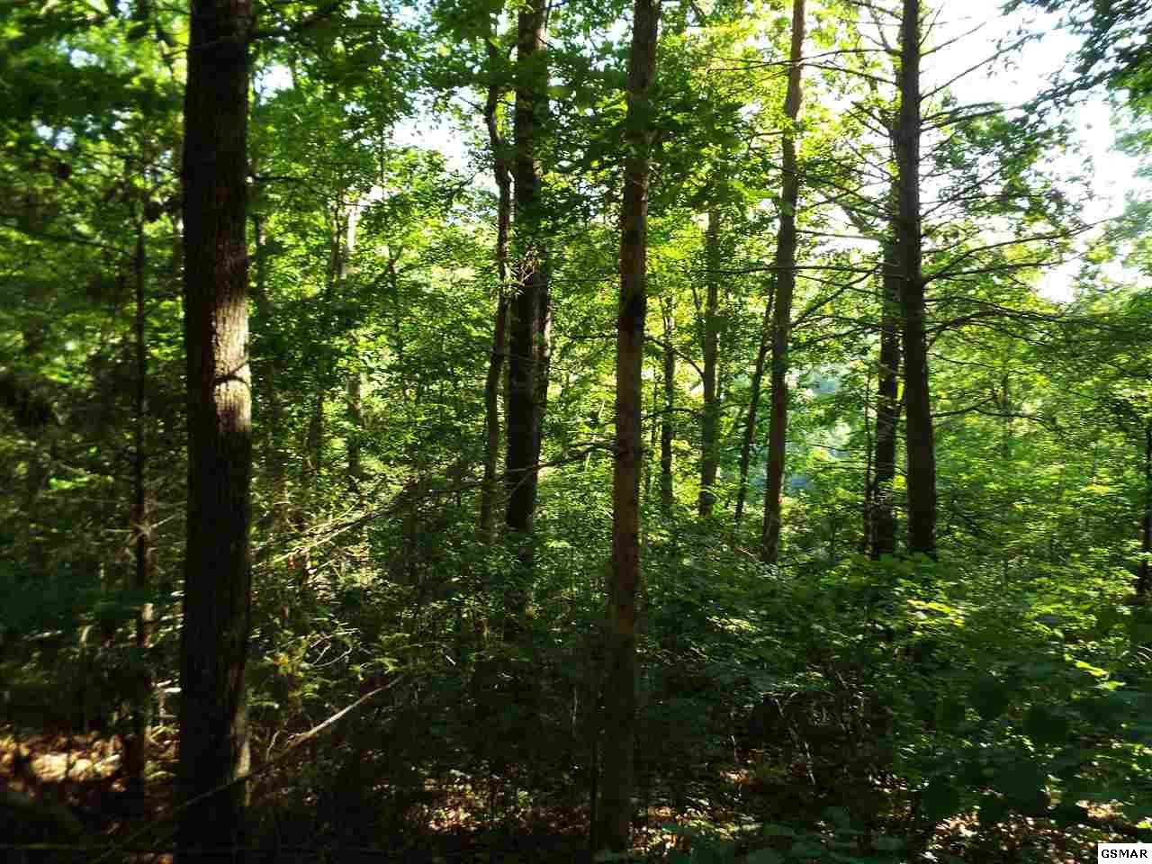 0 Greasy Cove Road Cosby, TN 37722 - Photo 24 of 26 Gallery Image 24