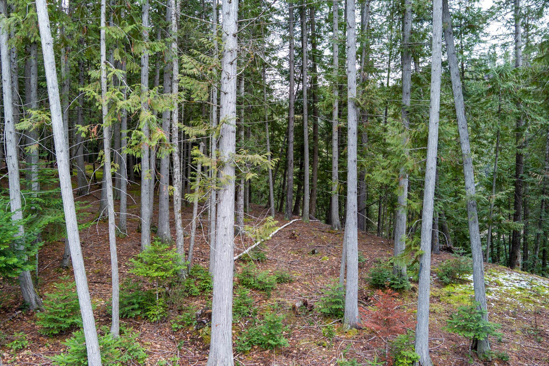 1212 Morning Star Mountain Road Ione, WA 99139 - Photo 38 of 41 Gallery Image 38