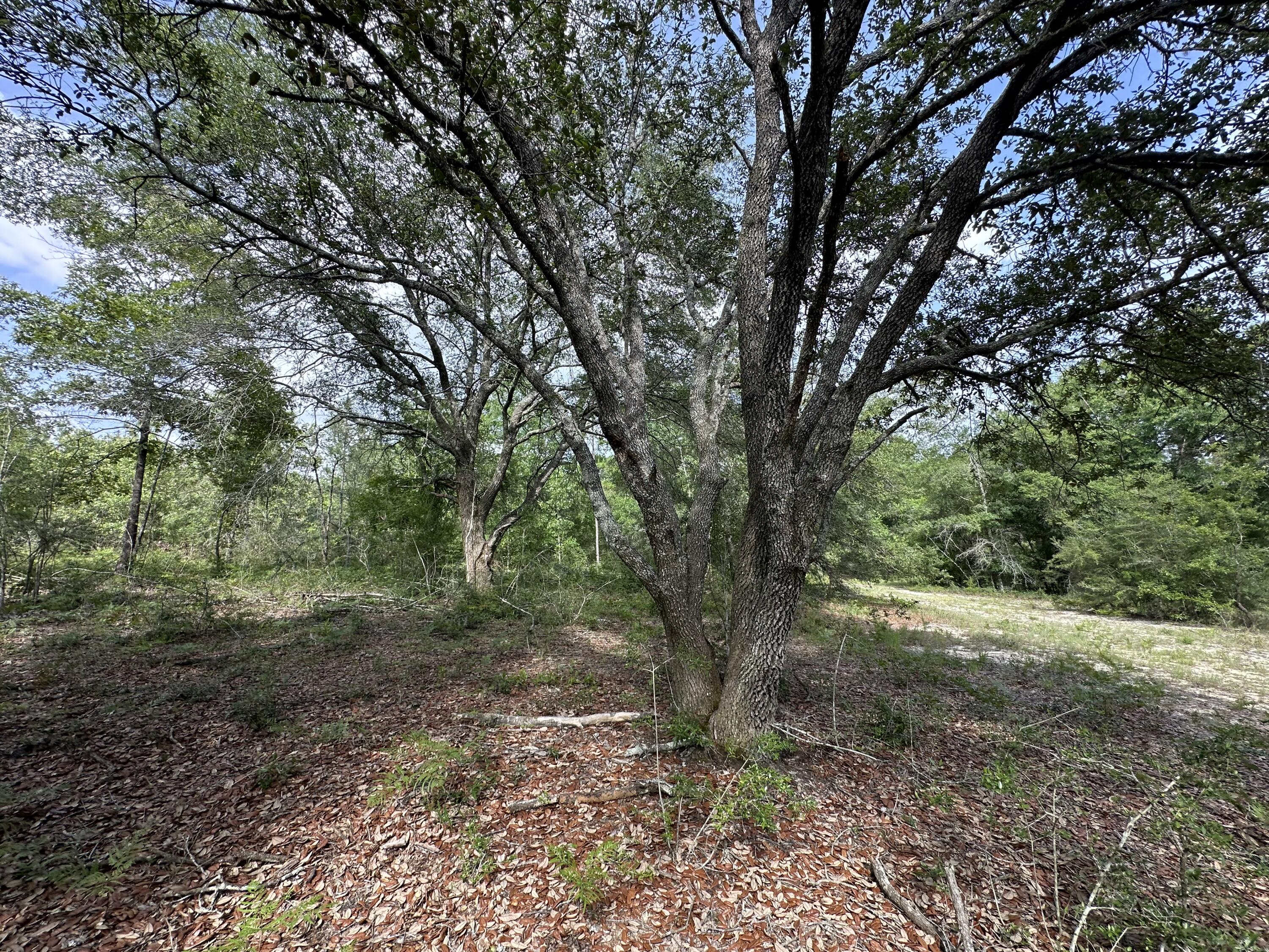 80-ac Old River Road Baker, FL 32531 - Photo 33 of 52 a view of a forest