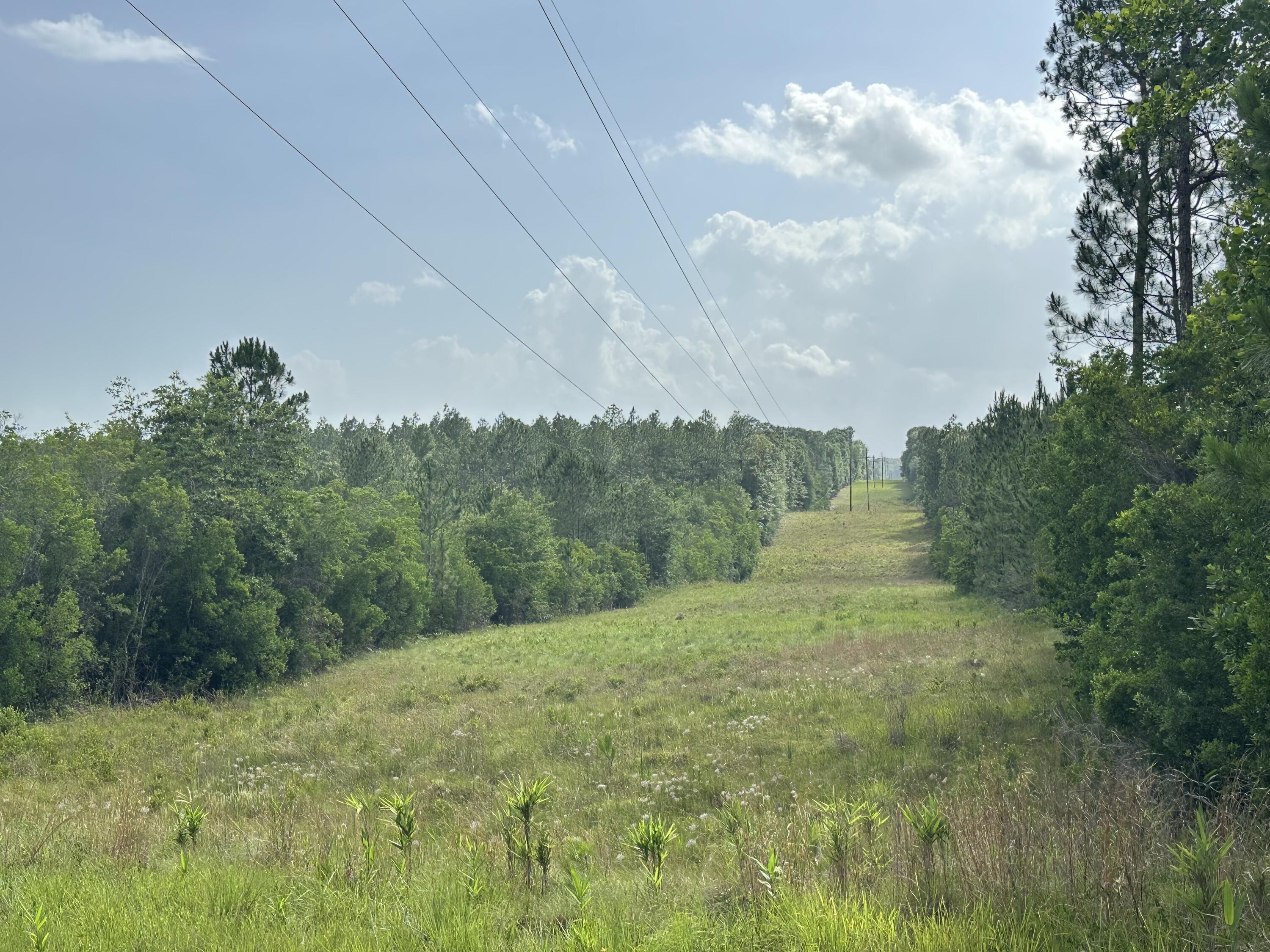 80-ac Old River Road Baker, FL 32531 - Photo 36 of 52 a big yard with lots of green space and bushes